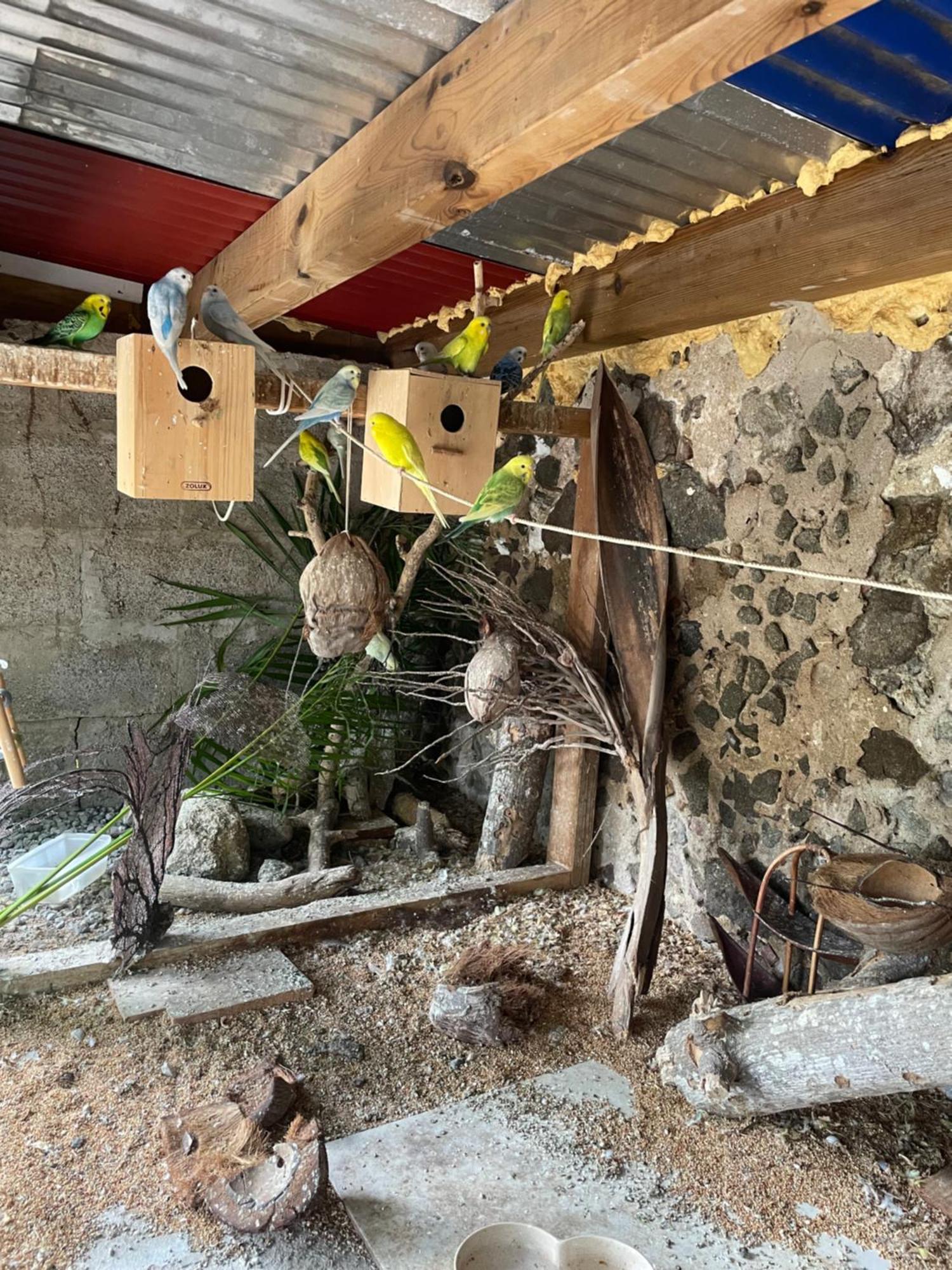 Les Hamacs Aux Saintes Hotel Terre-De-Haut Exterior foto